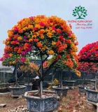 Hoa Giấy