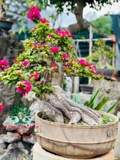 Hoa Giấy