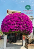 Hoa Giấy