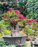 Hoa Giấy