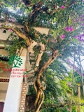 Hoa Giấy