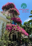 Hoa Giấy