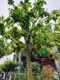Cây Khế