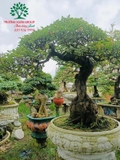 Cây Khế
