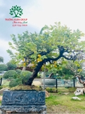 Cây Khế