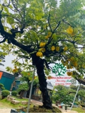 Cây Khế