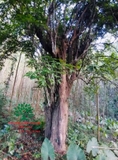 Cây Khế
