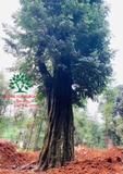 Cây Khế
