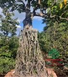 Cây Khế