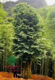 Cây Khế