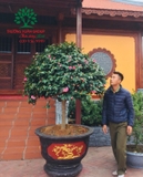 Hoa Trà