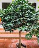 Hoa Trà