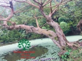 CÂY SUNG