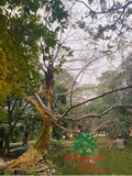 CÂY SUNG