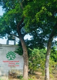 Cây Chay