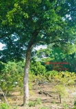 Cây Chay