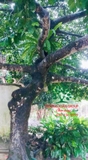 Cây Chay