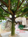 Cây Chay
