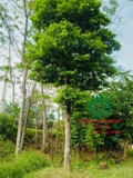 Cây Chay