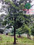 Cây Chay