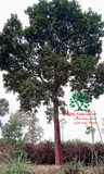 Cây Chay