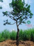 Cây Chay