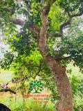 Cây Chay