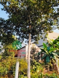 Cây Chay
