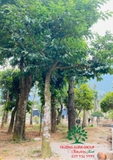 Cây Chay