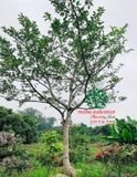 Cây Chay