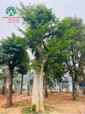 CÂY DUỐI