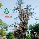 CÂY DUỐI