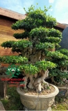 CÂY DUỐI