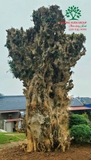 CÂY DUỐI