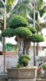 CÂY DUỐI