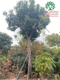 Cây Trứng Gà