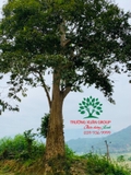 Cây Bằng Lăng