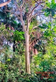Cây Bằng Lăng