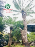 CÂY THIÊN TUẾ