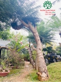 CÂY THIÊN TUẾ