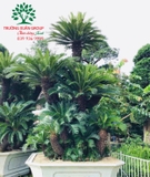 CÂY THIÊN TUẾ