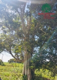 Cây Bằng Lăng