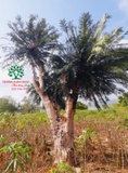 CÂY THIÊN TUẾ