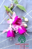 Hoa Lồng Đèn