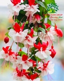 Hoa Lồng Đèn