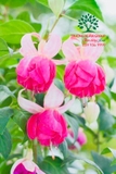 Hoa Lồng Đèn