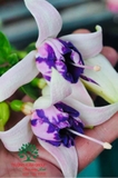 Hoa Lồng Đèn
