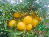 Cây Vú Sữa