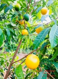 Cây Vú Sữa