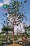 CÂY HOA MỘC HƯƠNG